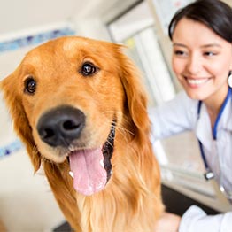 Dog with Veterinarian Roseville